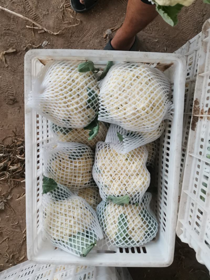 聊城白面青梗松花菜有机散花大量上市，产地直供供应商超