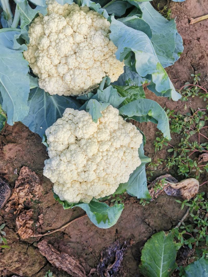 聊城白面青梗松花菜有机散花大量上市，产地直供供应商超