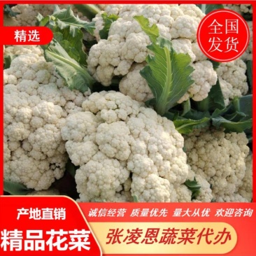 精品有机花菜河南松花菜，保证质量，全国代发，量大从优