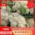 精品有机花菜河南松花菜，保证质量，全国代发，量大从优