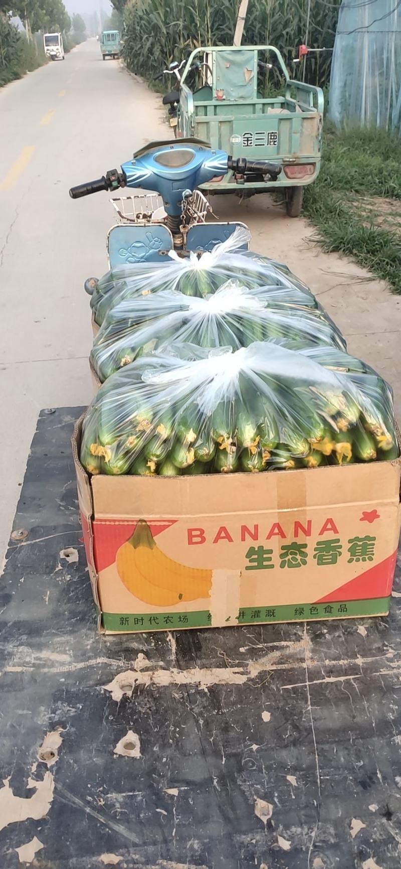 精品小黄瓜大量上市支持全国各地发货，产地一手货源