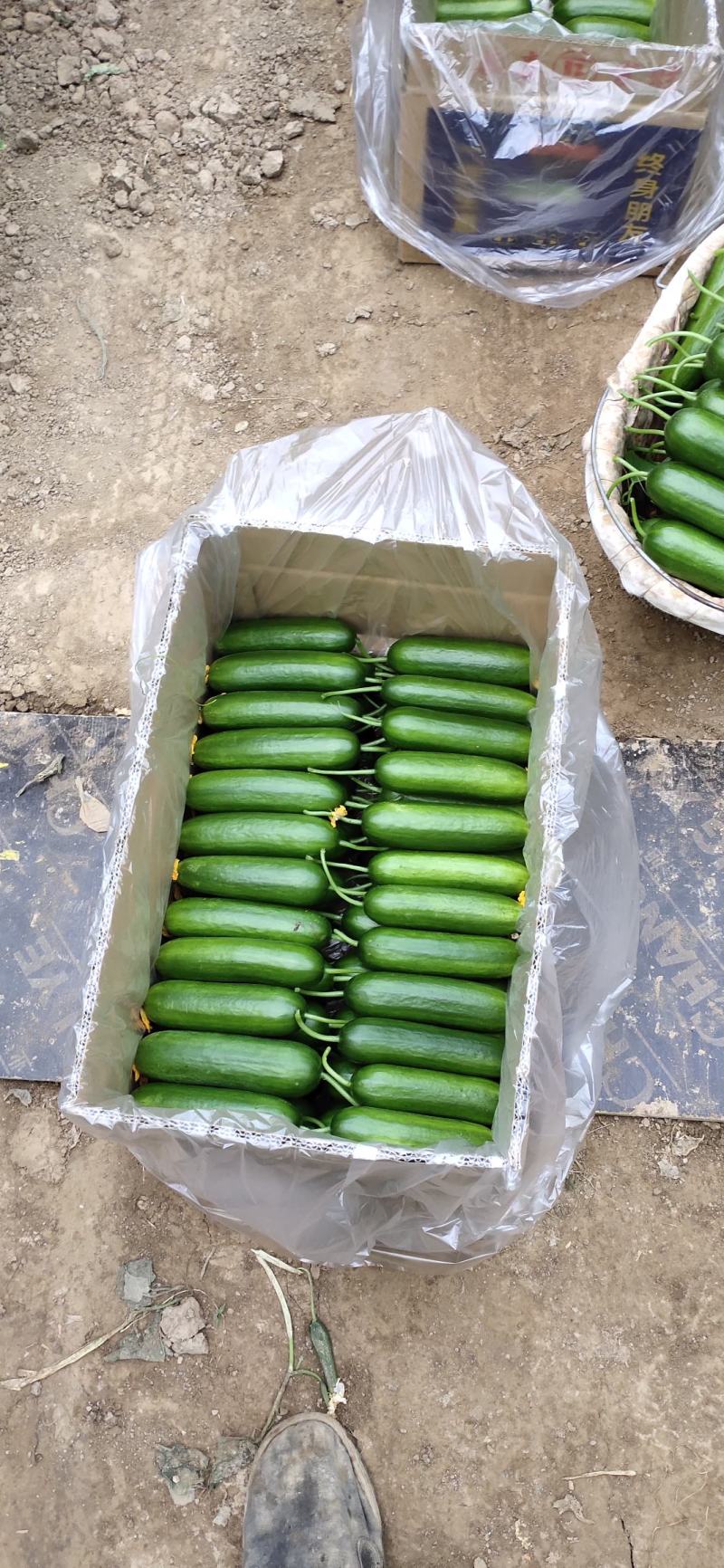 精品小黄瓜大量上市支持全国各地发货，产地一手货源