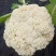 有机花菜，松花菜，白面青梗松花菜，市场，加工厂货
