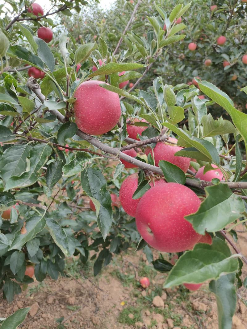 苹果苗鲁丽嘎啦红富士红露华硕苹果苗基地直供