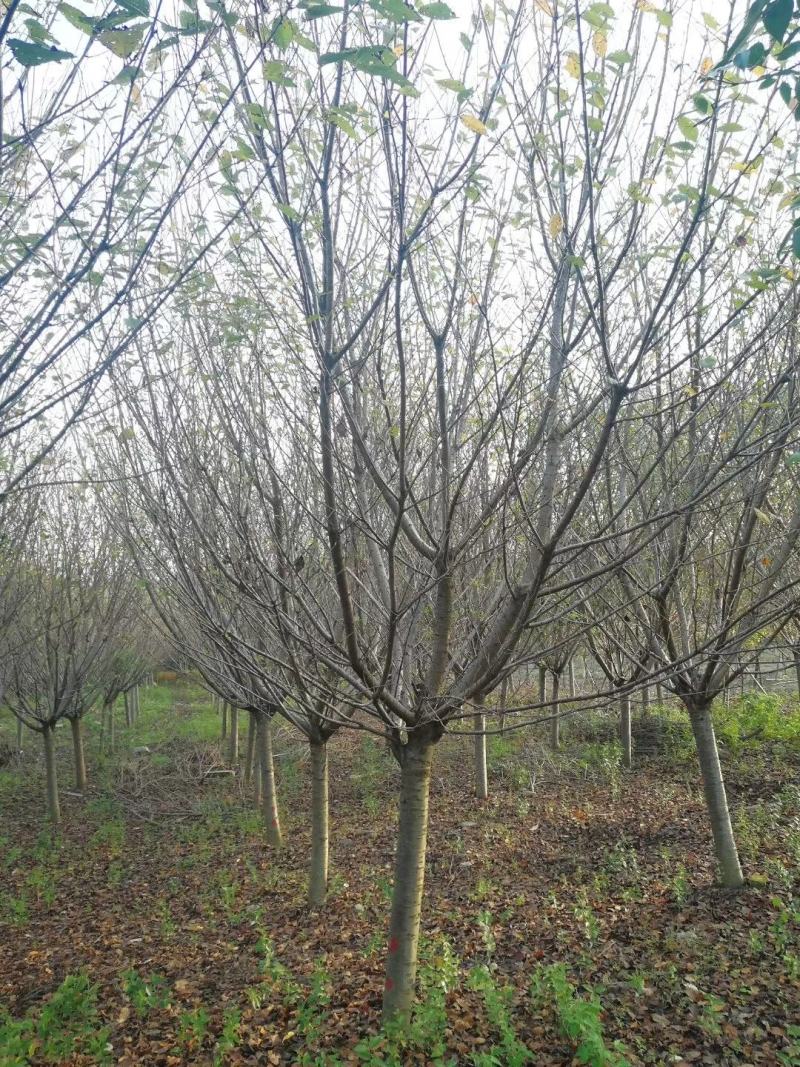 樱花早晚樱花樱花工程高杆樱花量大从优