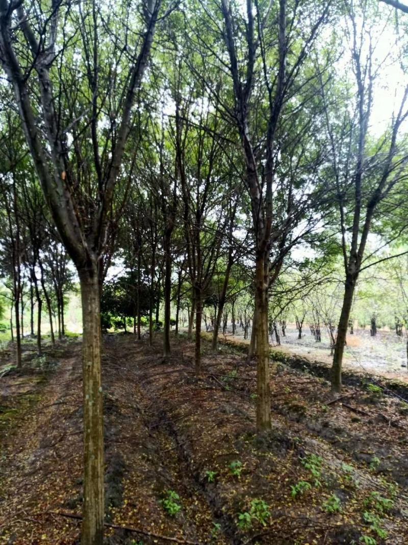 四川成都温江基地苗圃皂夹，皂角规格齐全基地货