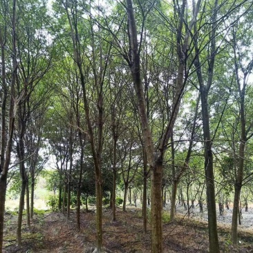 四川成都温江基地苗圃皂夹，皂角规格齐全基地货