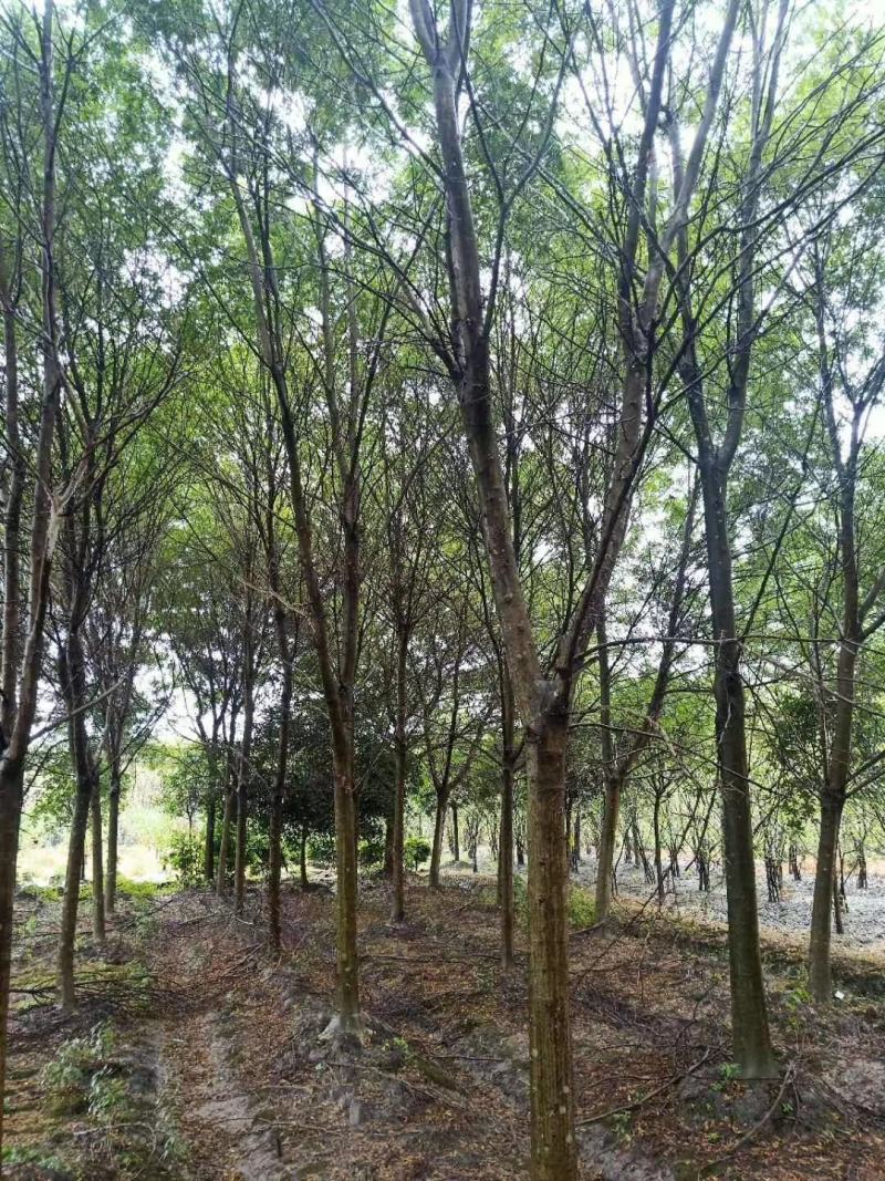 四川成都温江基地苗圃皂夹，皂角规格齐全基地货