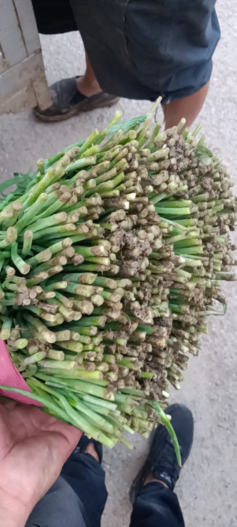 二刀韭菜大量上市供应