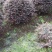 四川成都温江基地苗圃红继木球红花继木自产自销