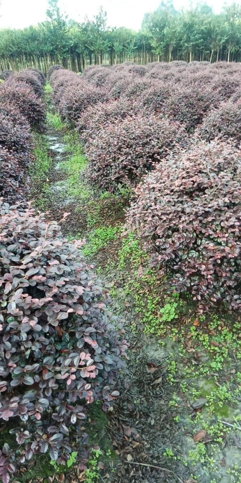 四川成都温江基地苗圃红继木球红花继木自产自销
