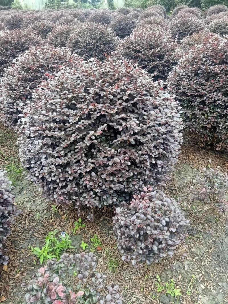 四川成都温江基地苗圃红继木球红花继木自产自销