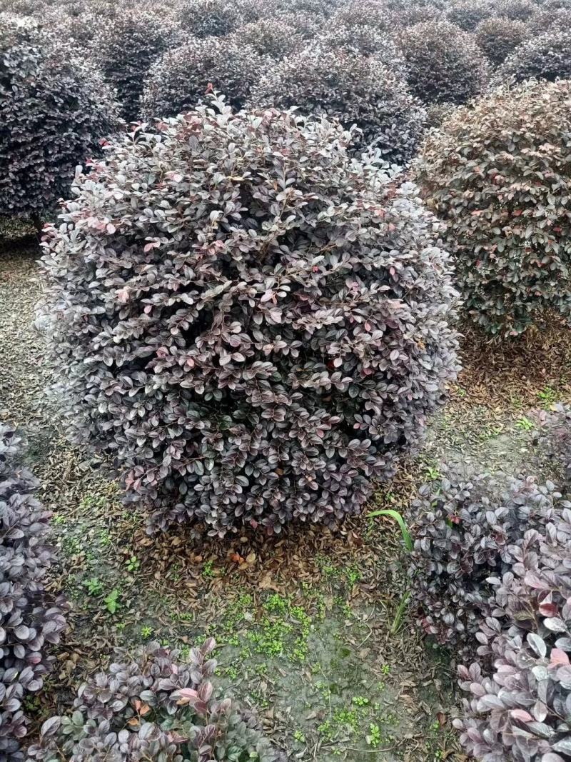 四川成都温江基地苗圃红继木球红花继木自产自销