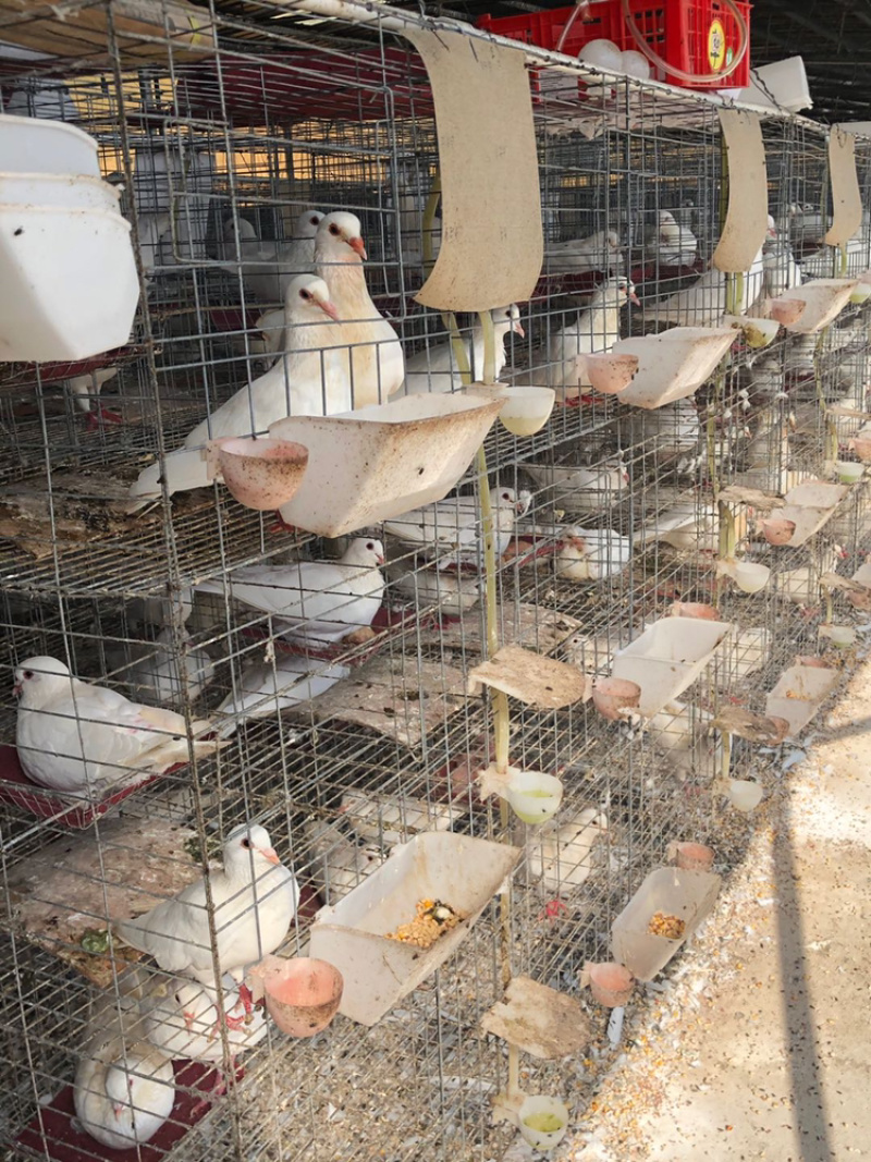 【促销中】现杀白条鸽厂家直销一手货源欢迎采购