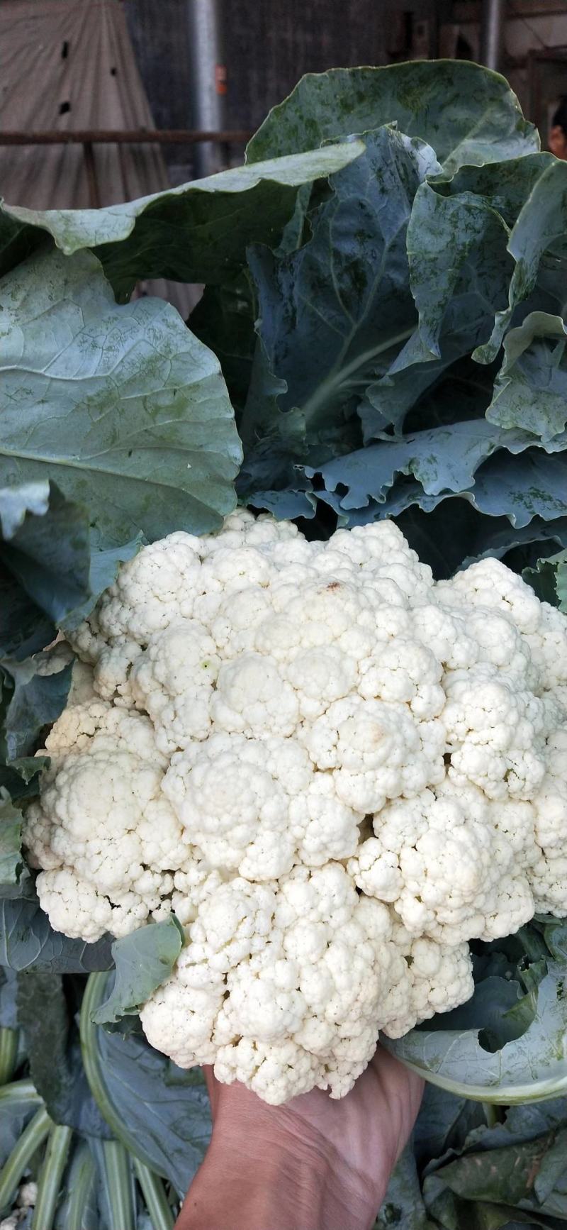 精品有机花菜河南松花菜，保证质量，全国代发，量大从优