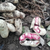 鲜花生，四粒红，吉林内蒙花生。现货大量供应