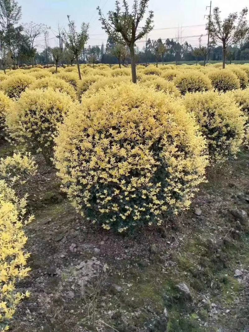四川成都温江区苗圃基地货源充足金叶女贞球规格齐全质量保证