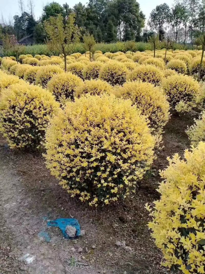 四川成都温江区苗圃基地货源充足金叶女贞球规格齐全质量保证