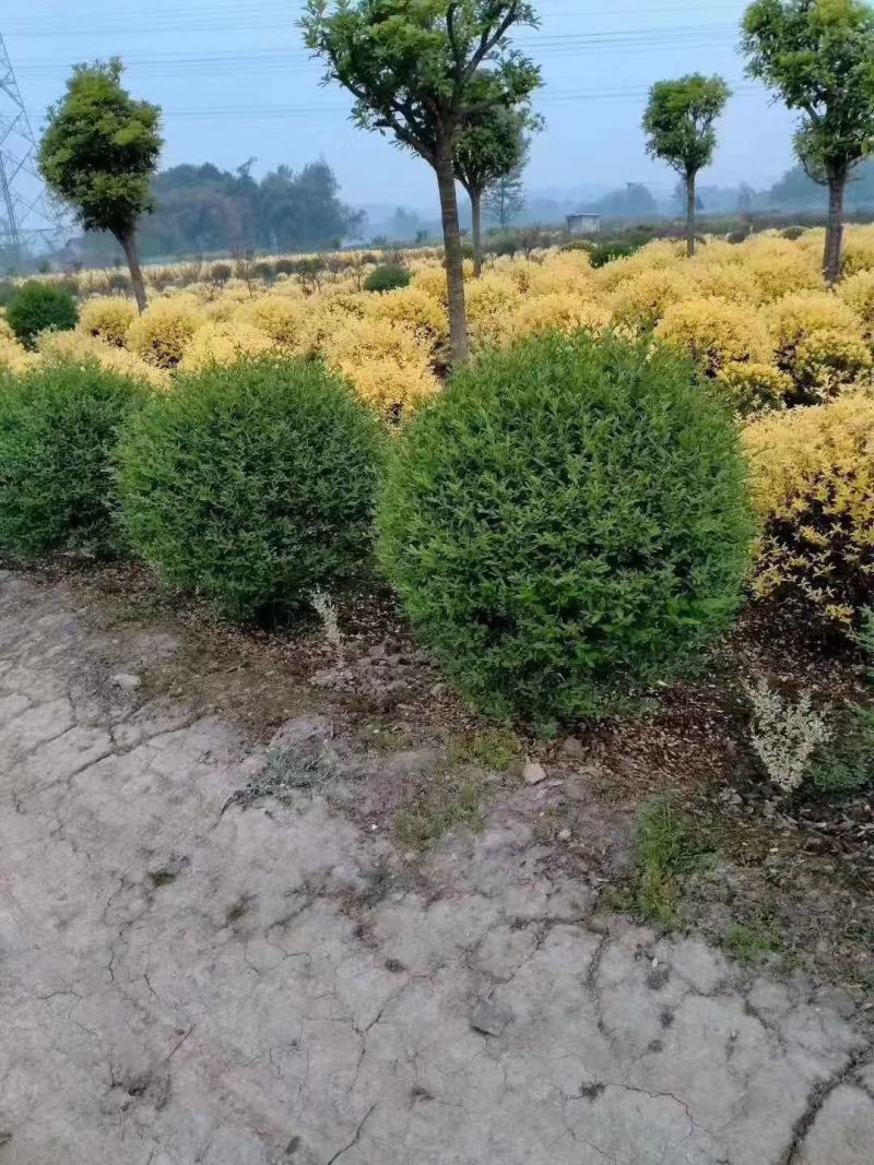 四川成都温江区苗圃基地货源充足金叶女贞球规格齐全质量保证