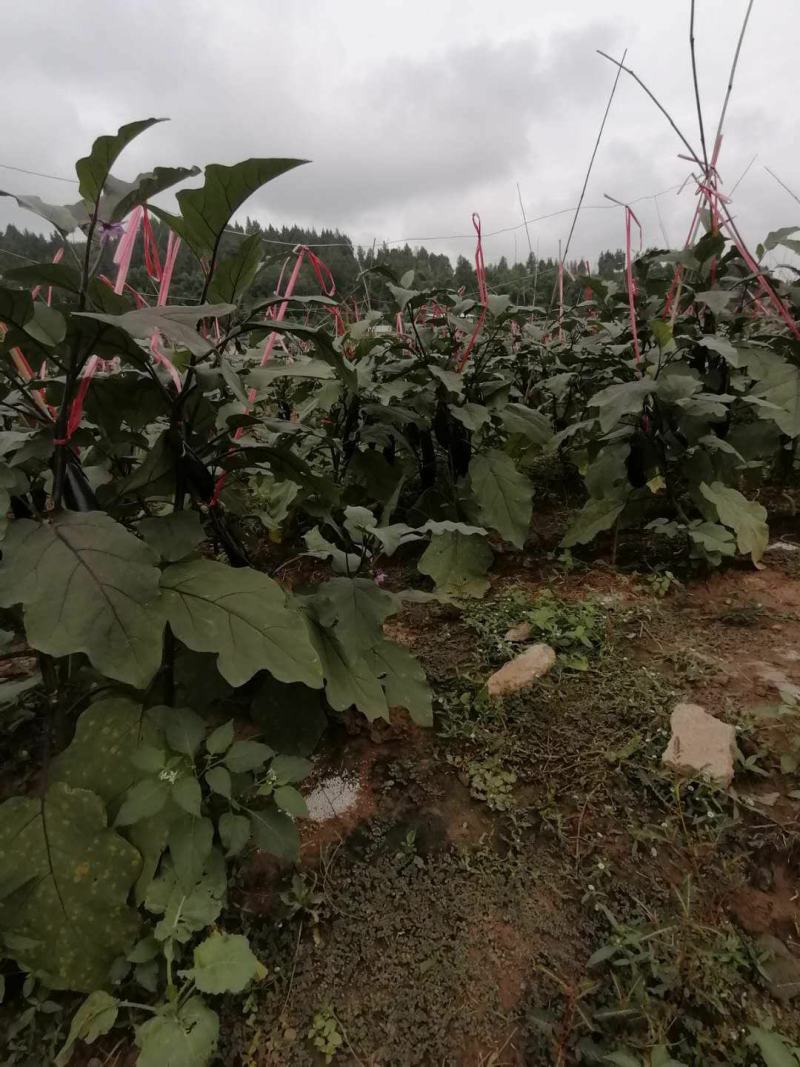 墨茄、烧烤茄子、茄子、基地直销，现发现摘,接全国客商,