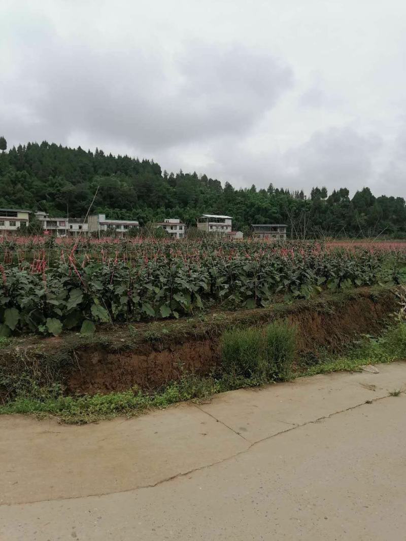 墨茄、烧烤茄子、茄子、基地直销，现发现摘,接全国客商,