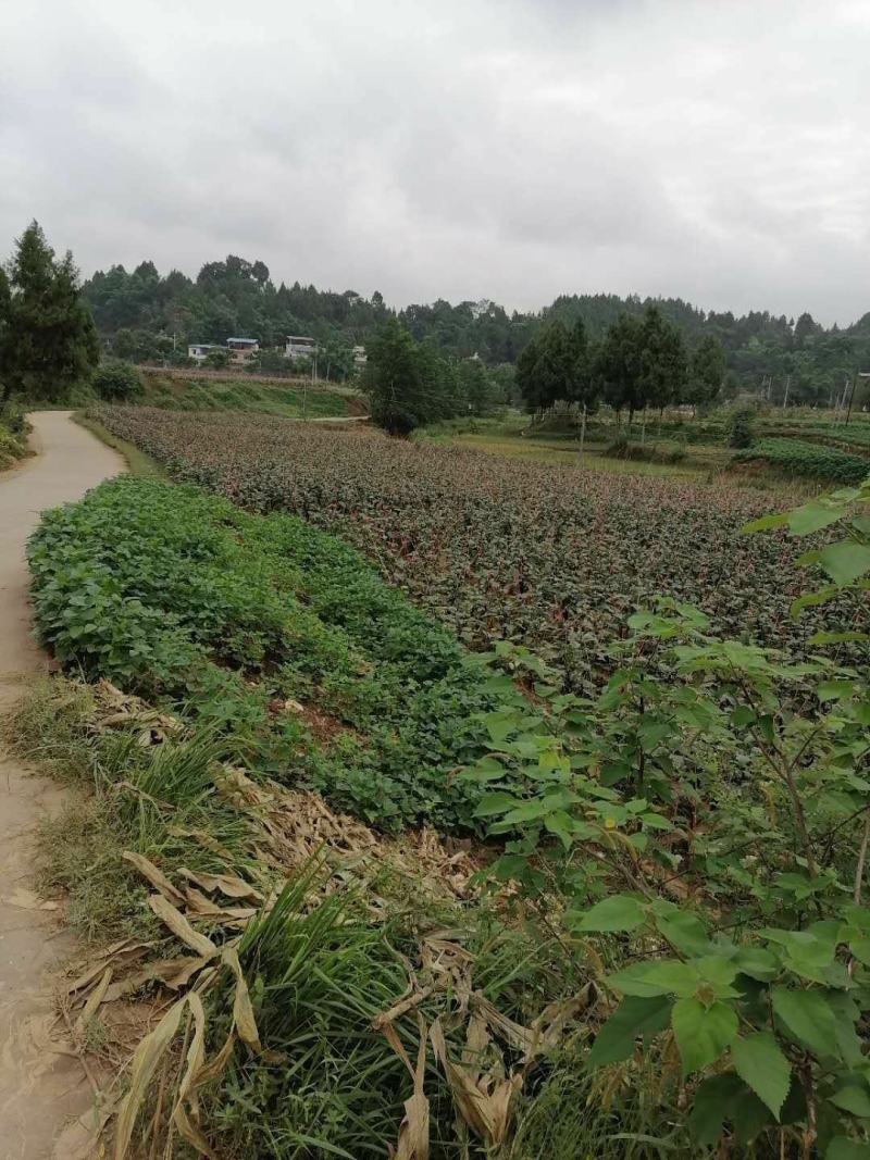 墨茄、烧烤茄子、茄子、基地直销，现发现摘,接全国客商,