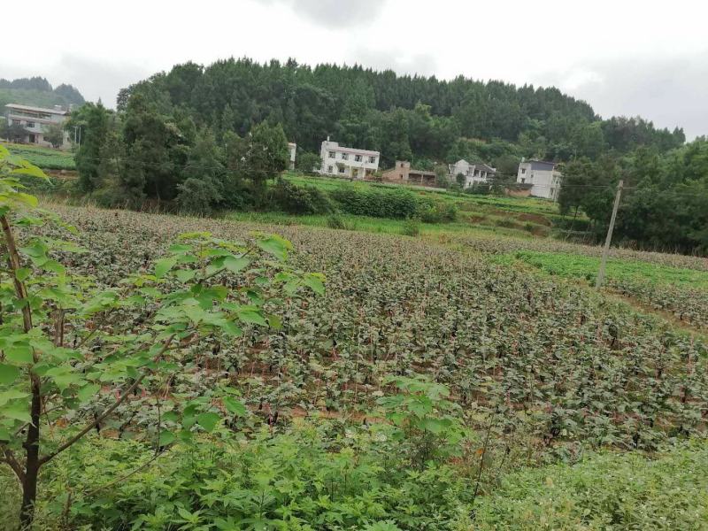 墨茄、烧烤茄子、茄子、基地直销，现发现摘,接全国客商,