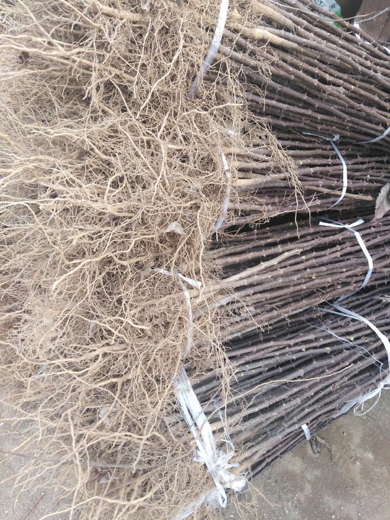 大红袍花椒苗保真签约发苗死苗补发包邮技术指导