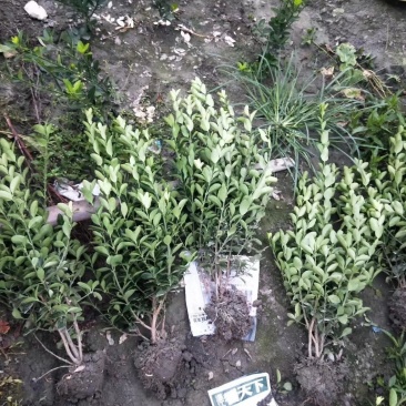 苗圃直销各规格精品万年青，量大从优，欢迎选购