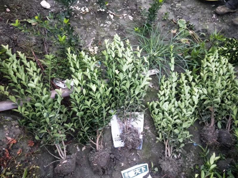 苗圃直销各规格精品万年青，量大从优，欢迎选购