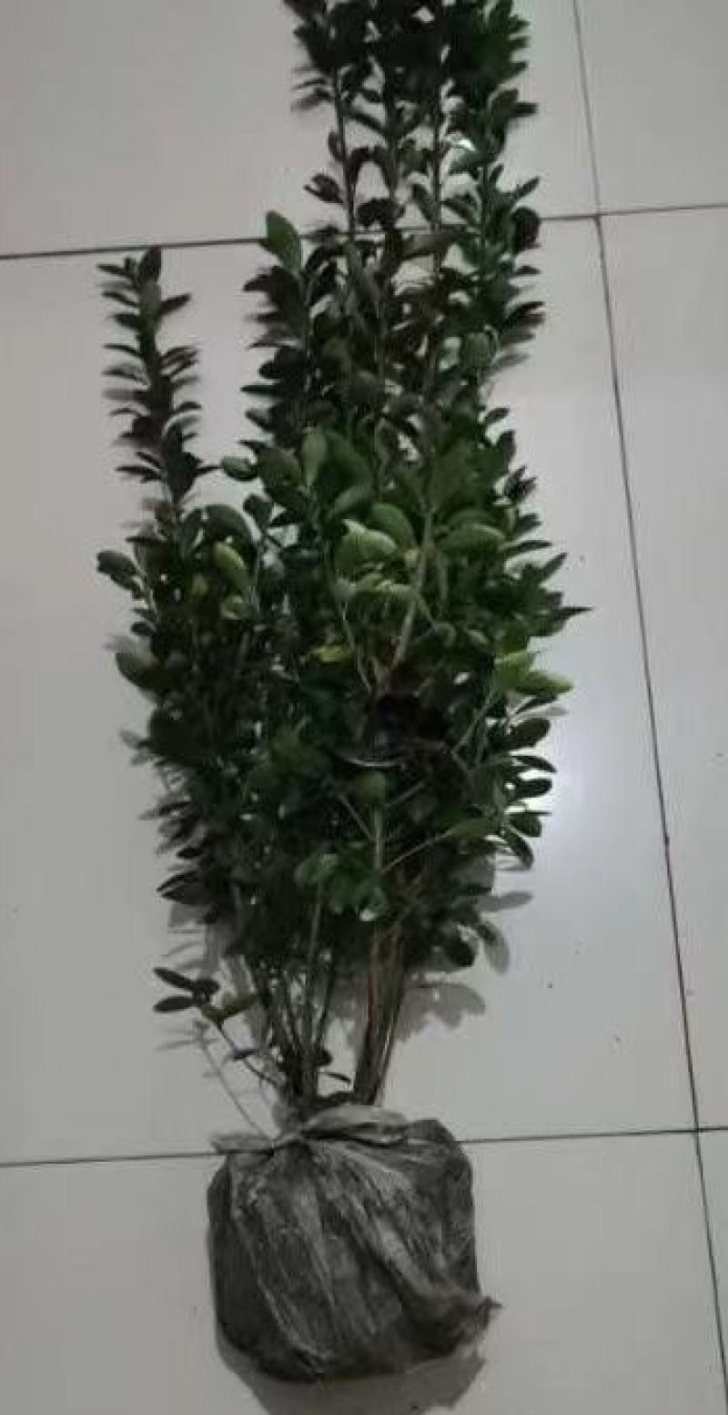 苗圃直销各规格精品万年青，量大从优，欢迎选购