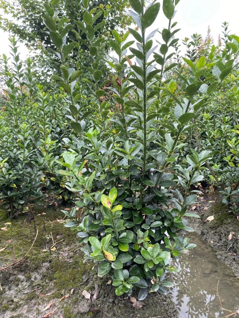 苗圃直销各规格精品万年青，量大从优，欢迎选购