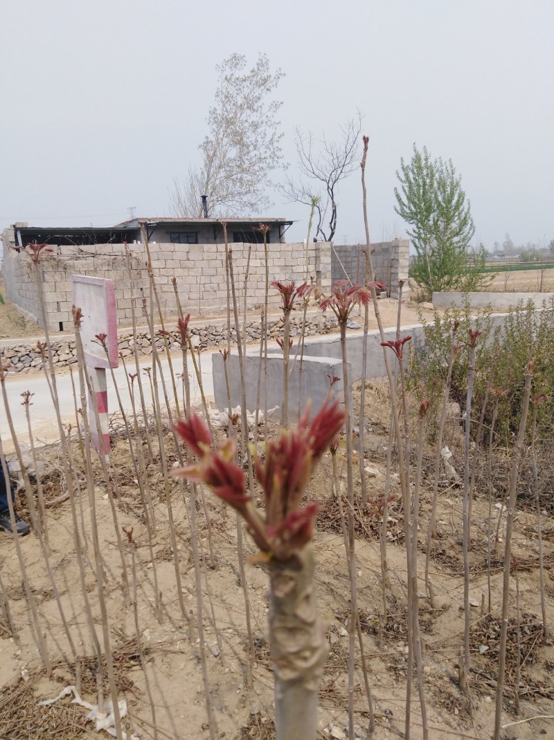 香椿苗红油香椿苗保证纯度成活率高基地包邮