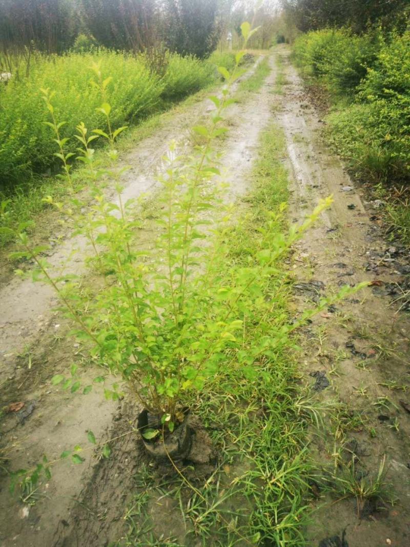 四川成都温江区苗圃基地货源充足诚金叶女贞规格齐全自产自销