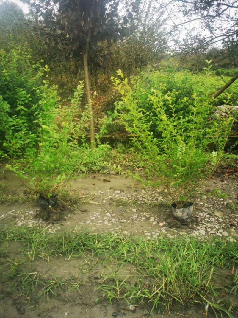 四川成都温江区苗圃基地货源充足诚金叶女贞规格齐全自产自销