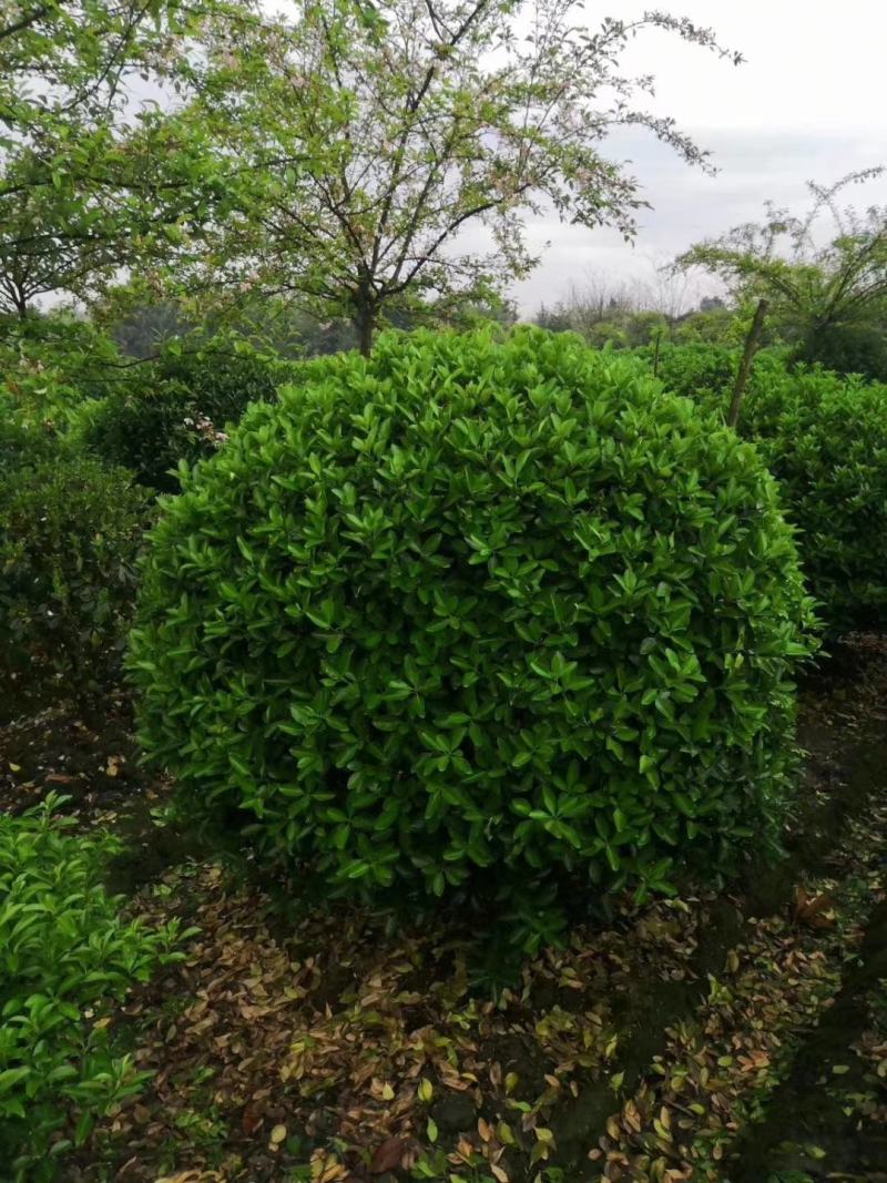 大量出售各规格精品万年青球，量大从优，欢迎选购