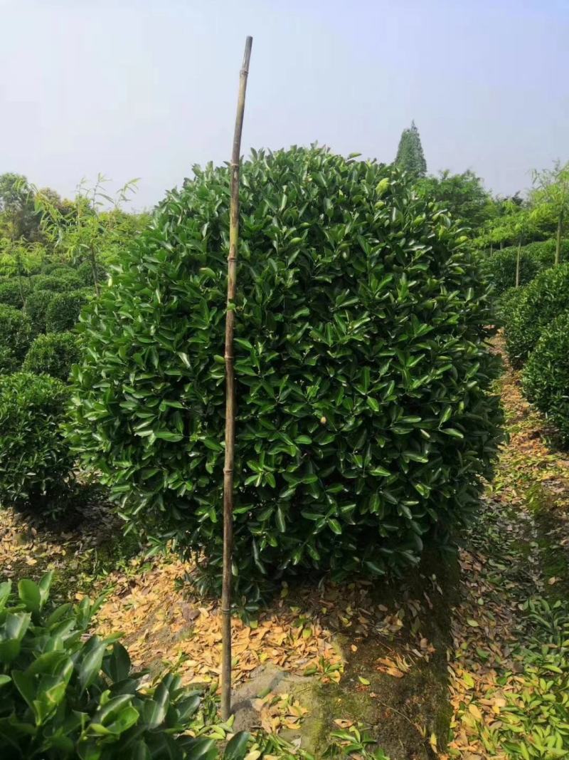 大量出售各规格精品万年青球，量大从优，欢迎选购
