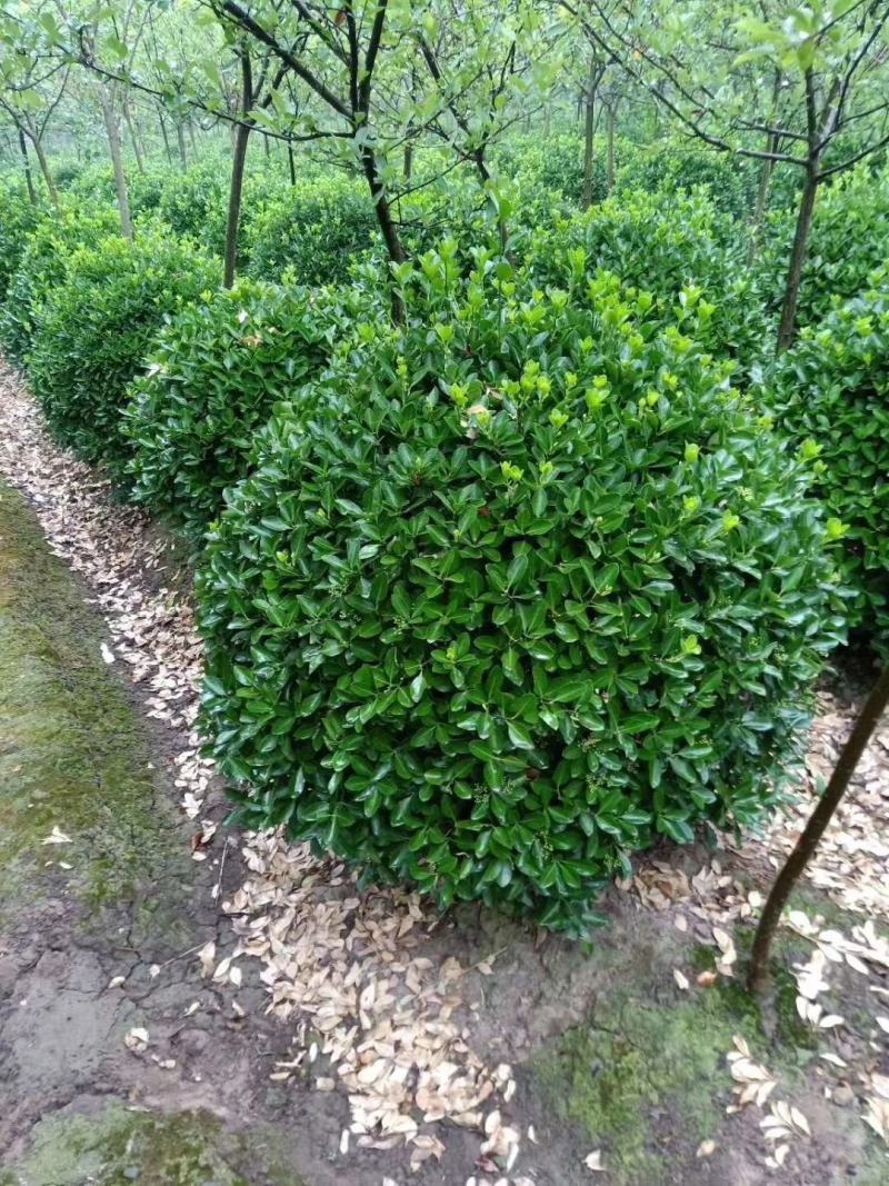 大量出售各规格精品万年青球，量大从优，欢迎选购