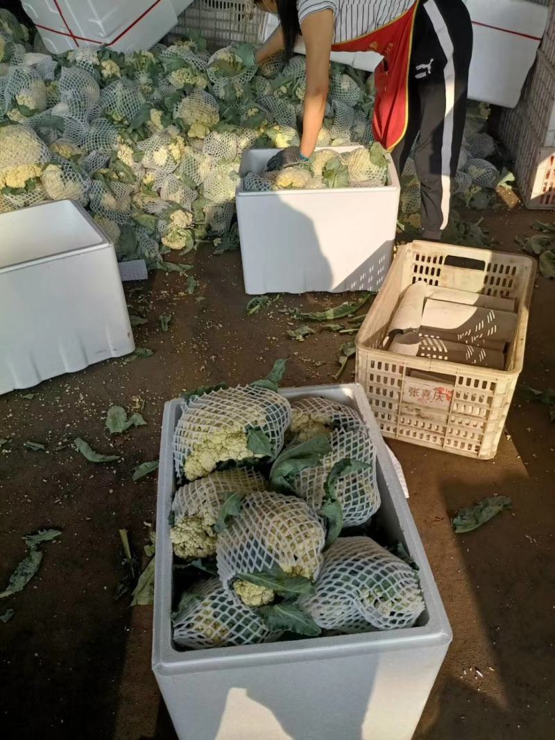白面青梗有机花，净菜~白面青梗散花~松花菜~聊城~产地