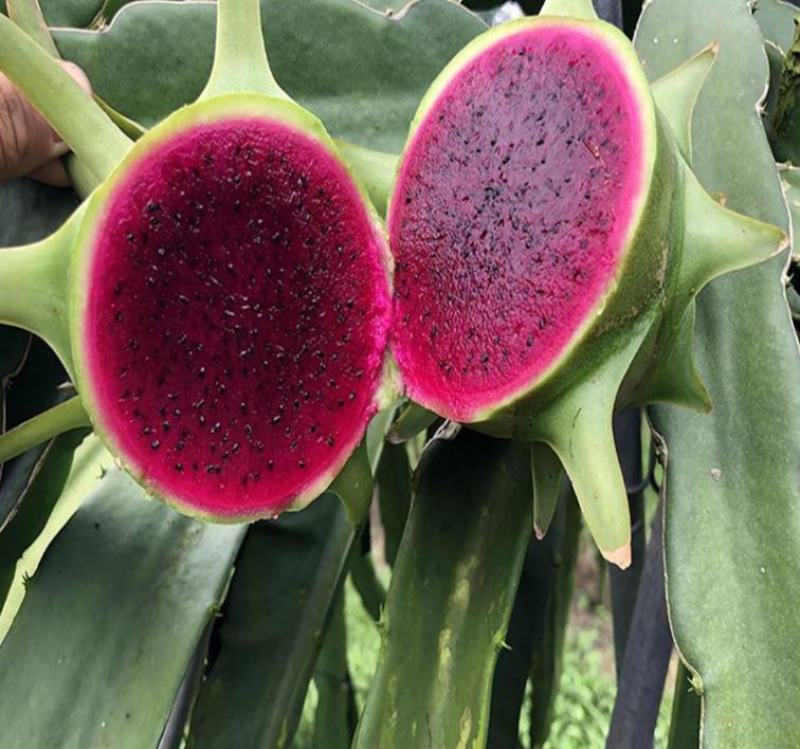 新品台湾青皮紫肉火龙果苗四季种植盆栽地栽南北果树全年可种