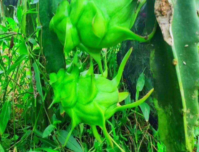 新品台湾青皮紫肉火龙果苗四季种植盆栽地栽南北果树全年可种