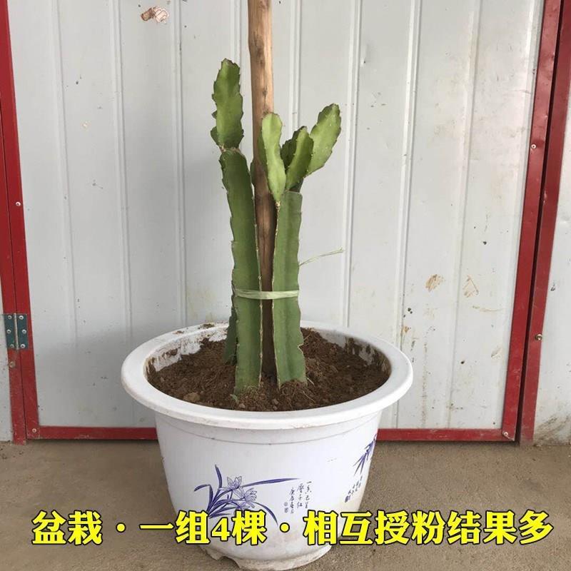 新品台湾青皮紫肉火龙果苗四季种植盆栽地栽南北果树全年可种