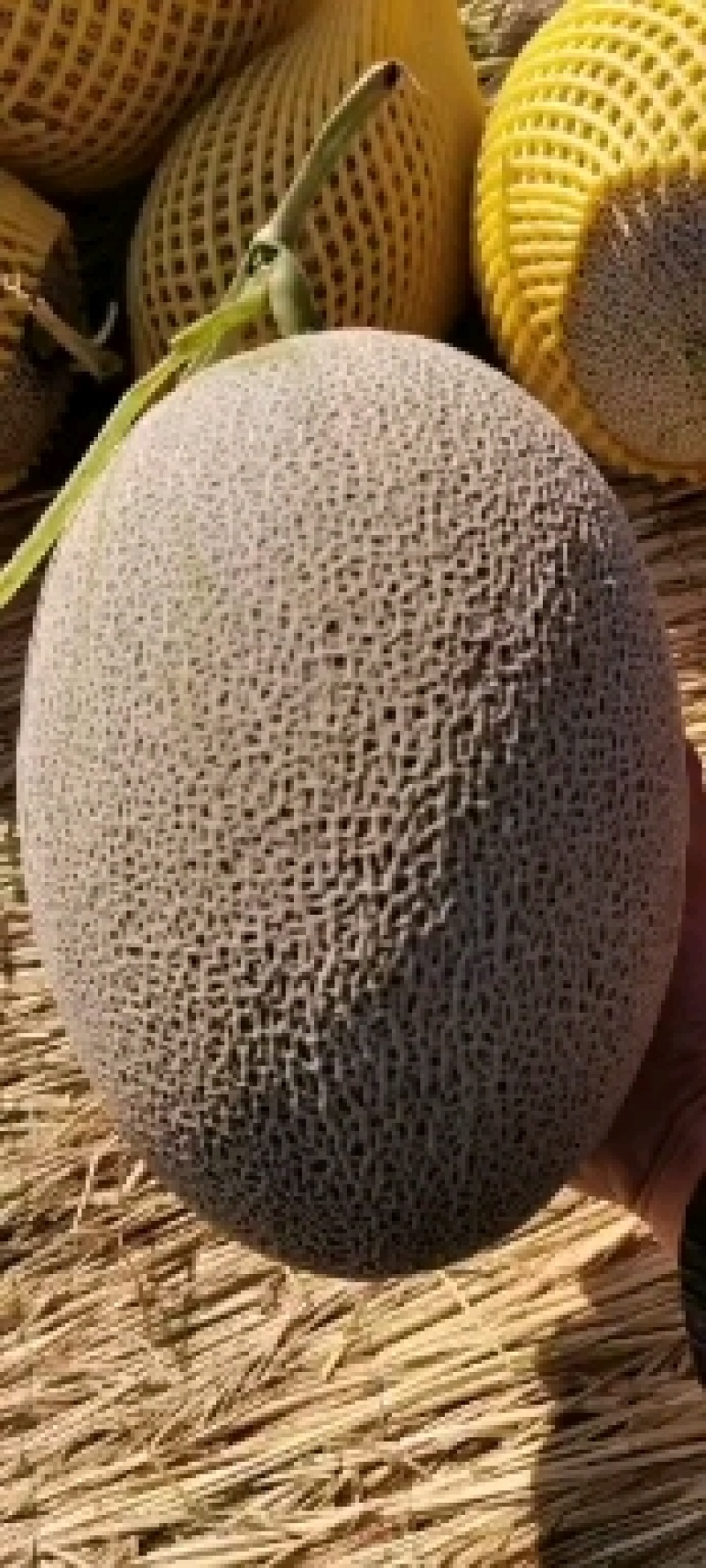 【爆品热销】正宗新疆吐鲁番晓密一级瓜量大从优代发全国