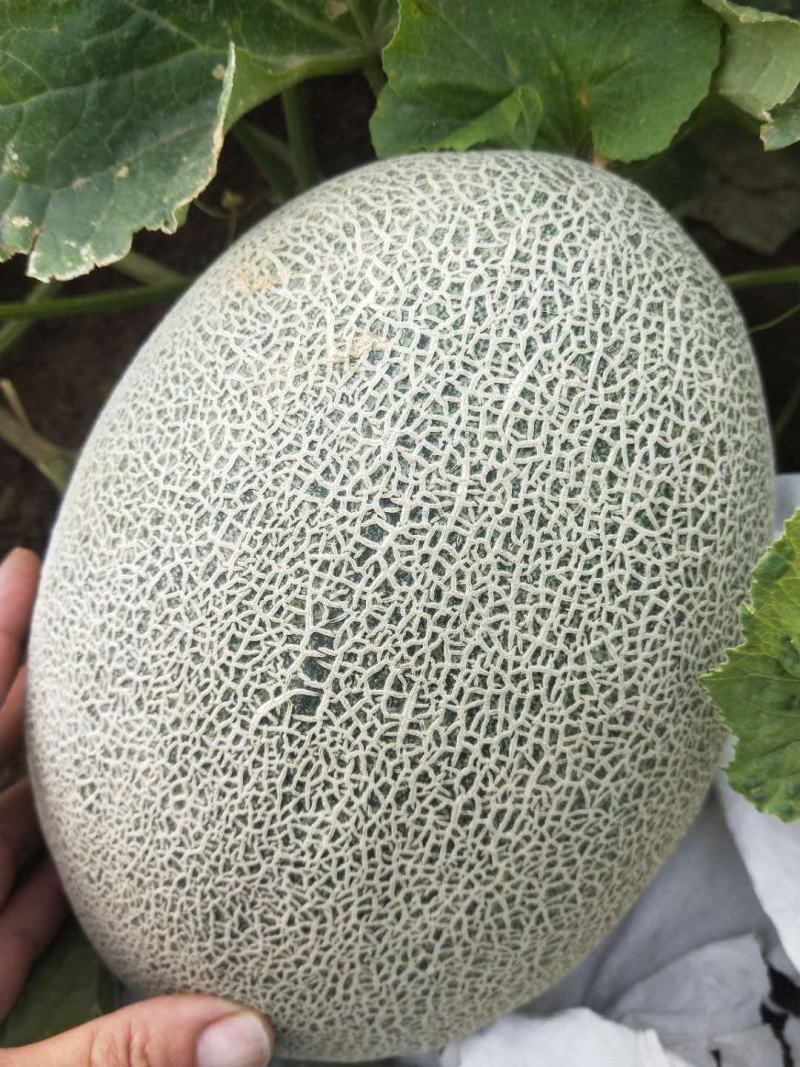 【爆品热销】正宗新疆吐鲁番晓密一级瓜量大从优代发全国
