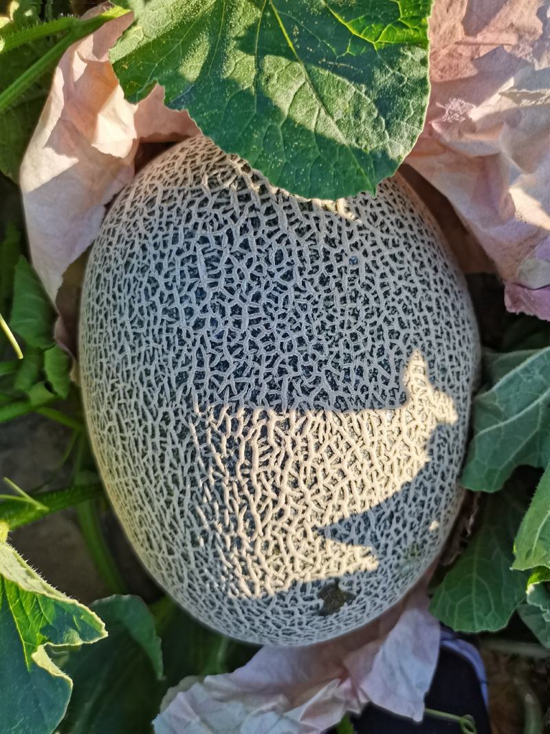 【爆品热销】正宗新疆吐鲁番晓密一级瓜量大从优代发全国