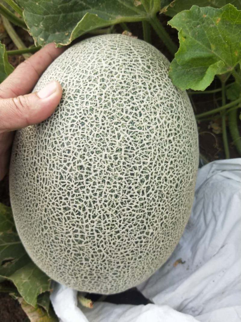 【爆品热销】正宗新疆吐鲁番晓密一级瓜量大从优代发全国