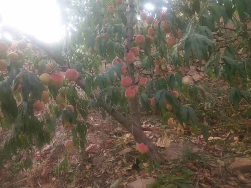 水果金秋红蜜桃子脆甜烟台海阳套纸袋种植代收微商一件代发