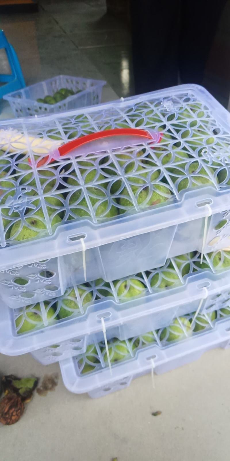 青皮核桃