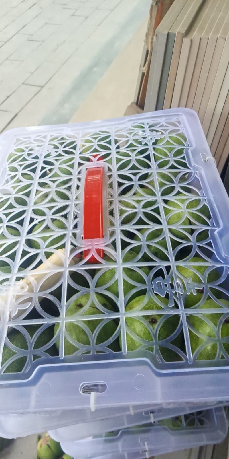 青皮核桃