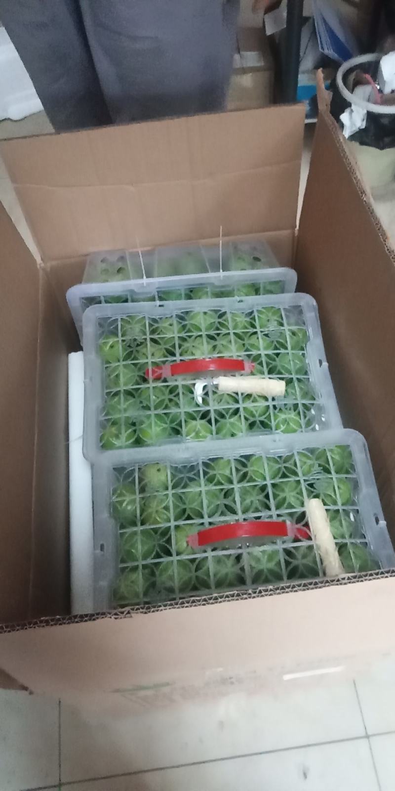 青皮核桃
